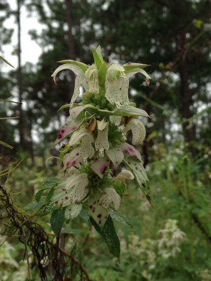 Image of spotted beebalm