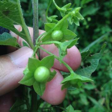 Image de Jaltomata procumbens (Cav.) J. L. Gentry