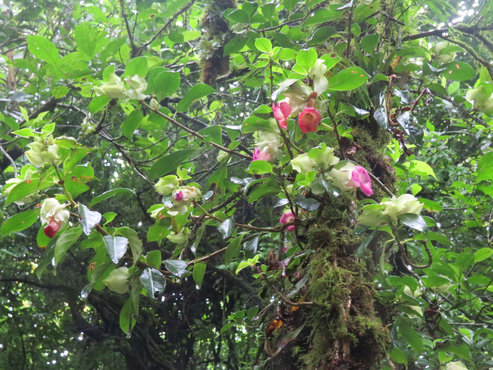 Imagem de Drymonia oinochrophylla (Donn. Sm.) D. N. Gibson