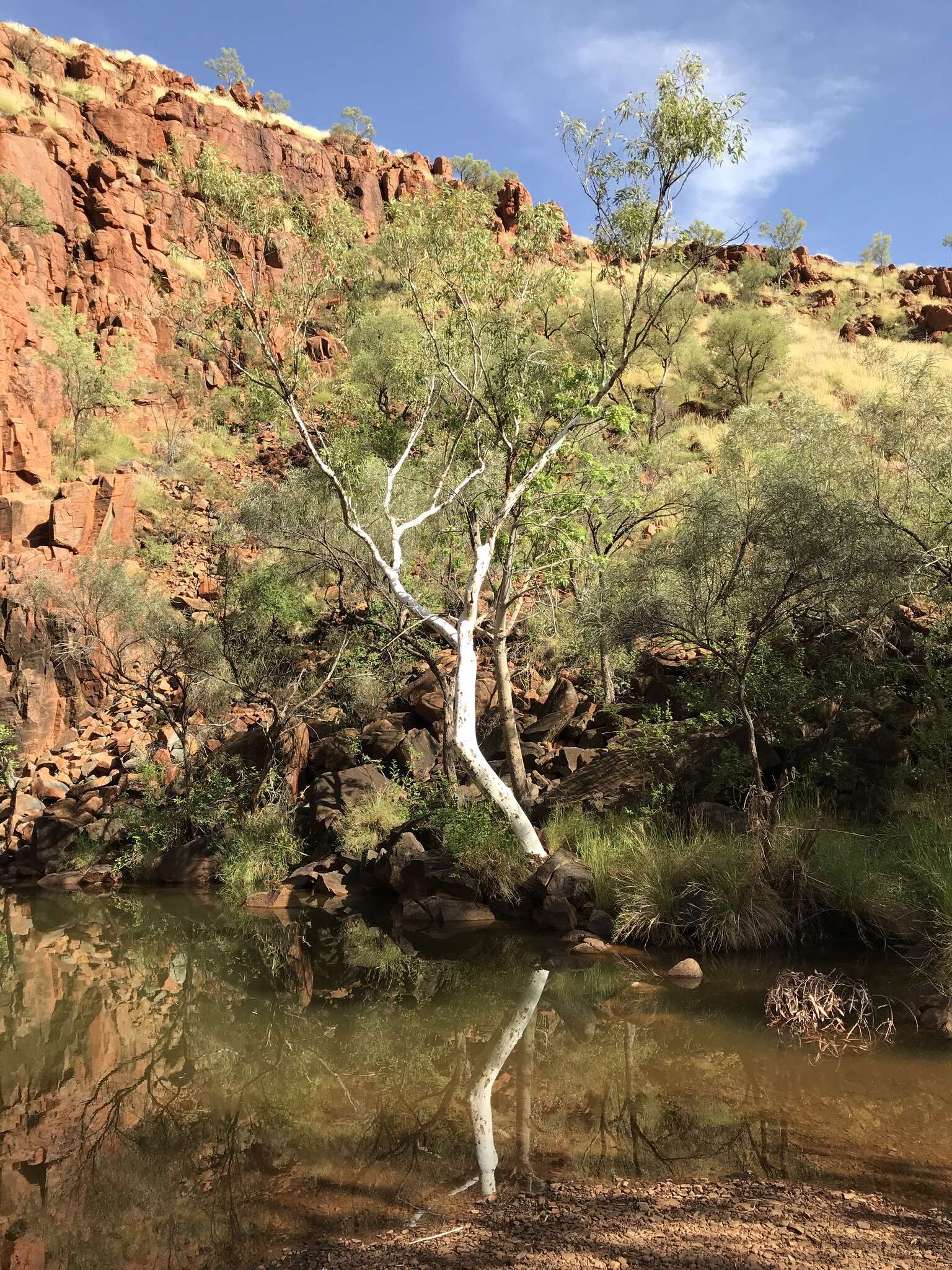 Image of Eucalyptus victrix L. A. S. Johnson & K. D. Hill