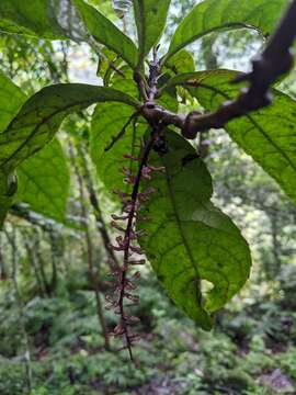 Image of Helicia formosana Hemsl.