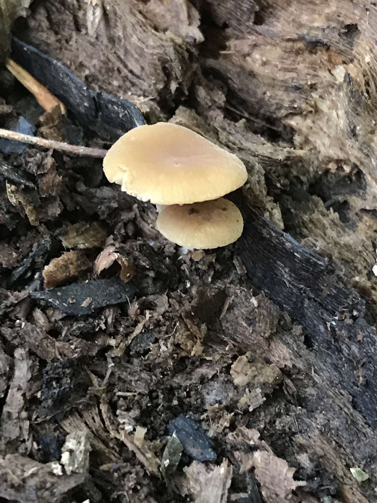 Image of Simocybe serrulata (Murrill) Singer 1962