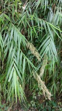 Image of Arundo formosana Hack.