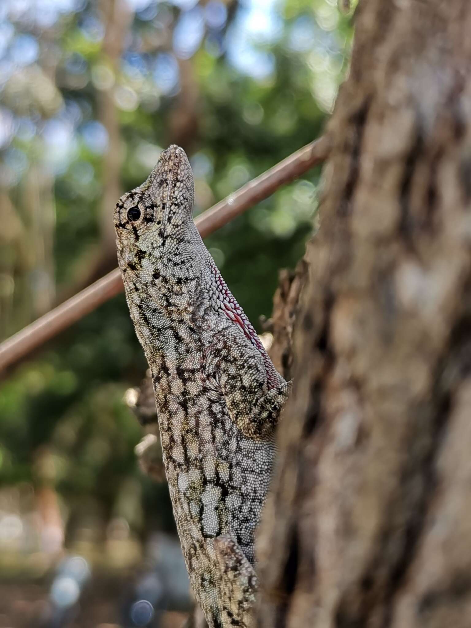 Image of Becker’s Anole