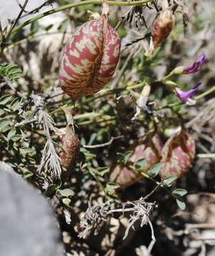 Image of egg milkvetch