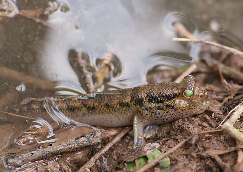 Image de Periophthalmodon septemradiatus (Hamilton 1822)