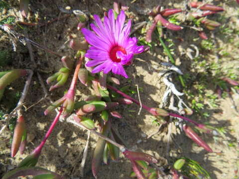 صورة Cephalophyllum rostellum (L. Bo I.) H. E. K. Hartm.