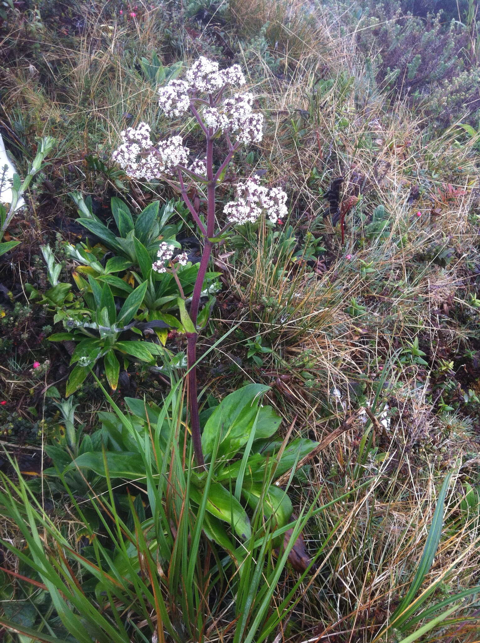 Image of Valeriana pilosa Ruiz & Pav.