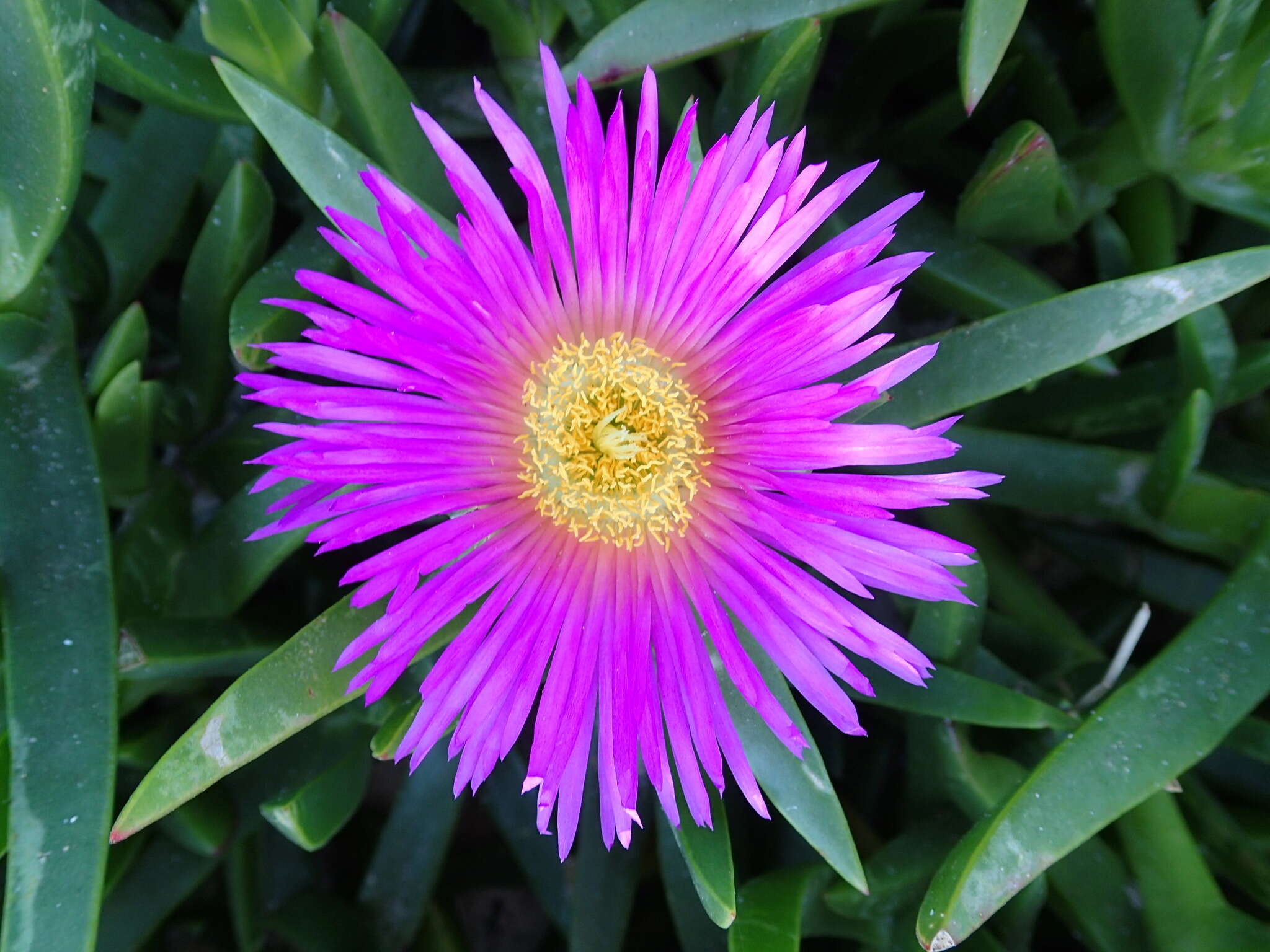 Imagem de Carpobrotus glaucescens (Haw.) Schwant.