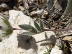 Image of Anthyllis vulneraria subsp. maura (Beck) Maire