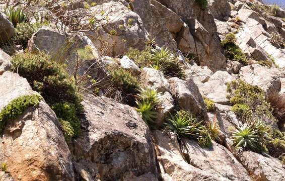 Aloe succotrina Weston resmi