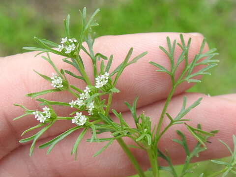 Ammoselinum popei Torr. & Gray resmi