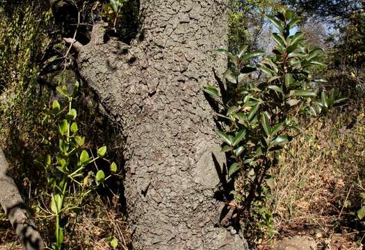 Image of African Almond