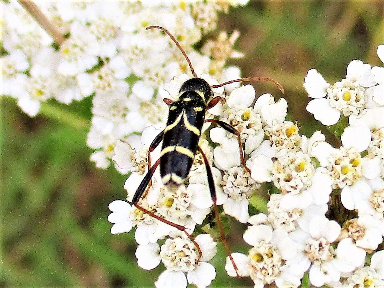 Image of Clytus rhamni Germar 1817