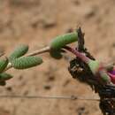 Plancia ëd Trichodiadema introrsum (Haw. ex Hook. fil.) Niesler