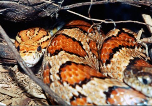 Image of <i>Elaphe <i>guttata</i></i> ssp. guttata