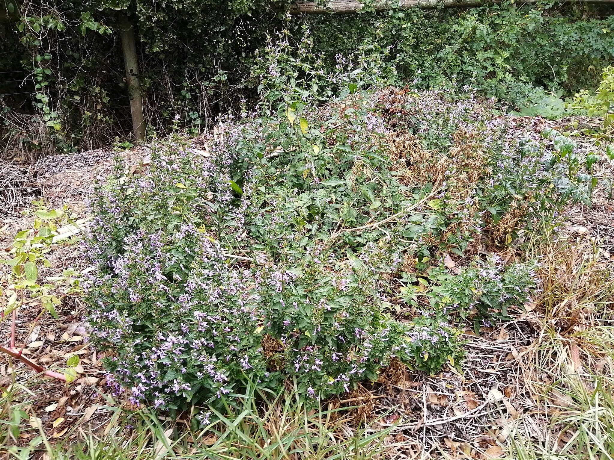 Image of Hypoestes aristata var. aristata