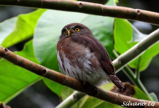 Image of Central American Pygmy Owl