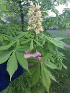 Imagem de Aesculus glabra var. glabra