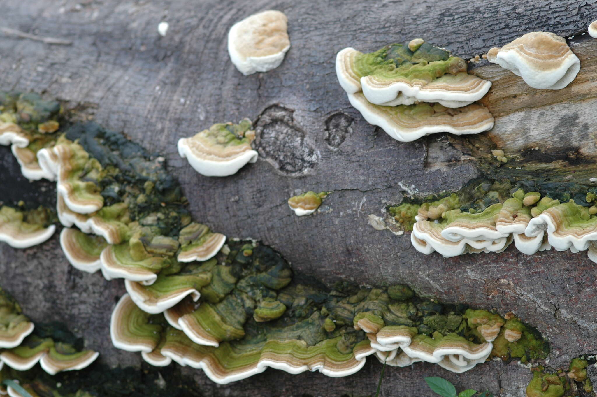 Image of Trametes polyzona (Pers.) Justo 2011