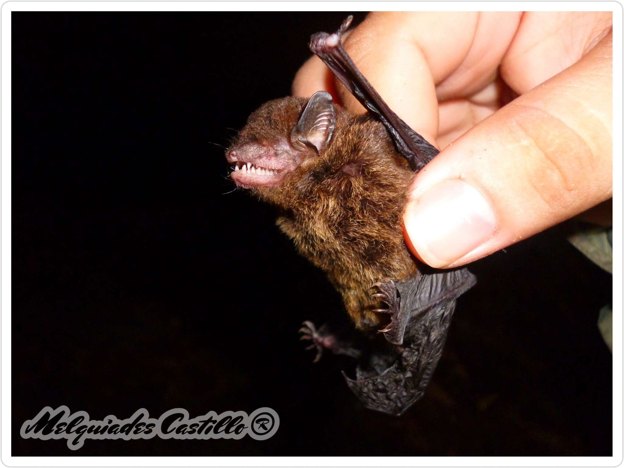 Image of Brazilian brown bat