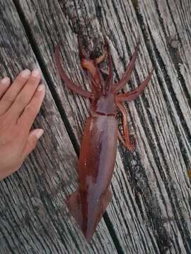 Image of Gould's flying squid