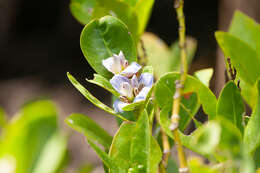 Image of Holy Mangrove