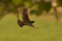 Image of Red-breasted Blackbird