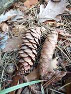 Image of Caucasian Spruce