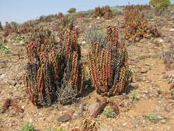 Image of Pearson's Aloe