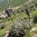 Puya alpestris subsp. zoellneri Zizka, J. V. Schneid. & Novoa的圖片