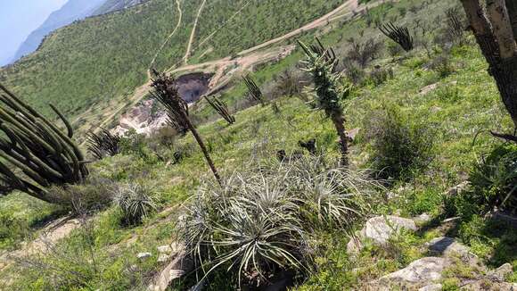 Puya alpestris subsp. zoellneri Zizka, J. V. Schneid. & Novoa的圖片