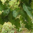 Image of robust oak