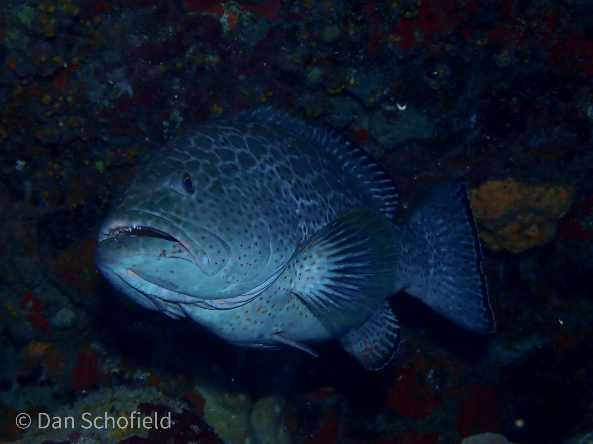 Mycteroperca venenosa (Linnaeus 1758) resmi