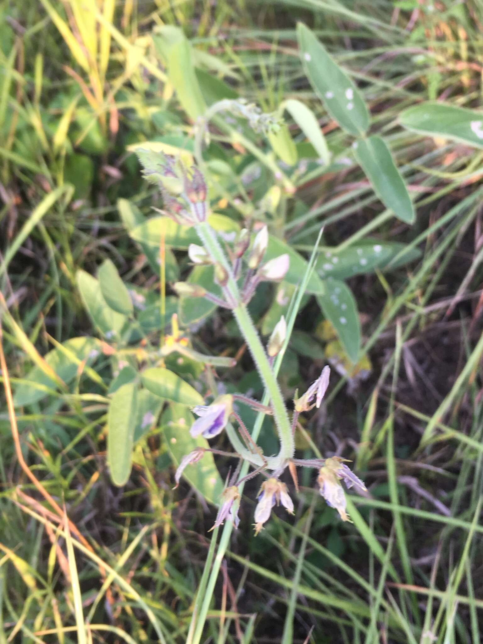 Image of Illinois ticktrefoil