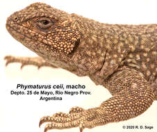 Image of Phymaturus ceii