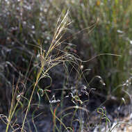 Image of Austrostipa macalpinei (Reader) S. W. L. Jacobs & J. Everett