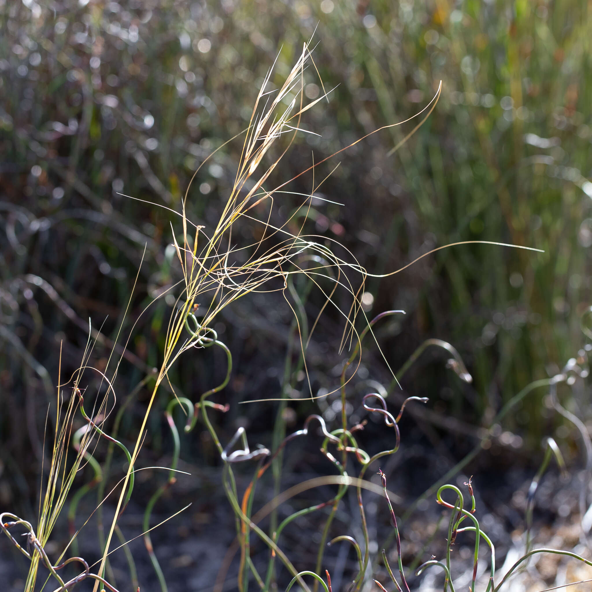 Image of Austrostipa macalpinei (Reader) S. W. L. Jacobs & J. Everett