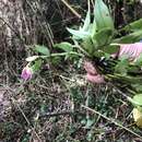 Image de Epidendrum megalospathum Rchb. fil.