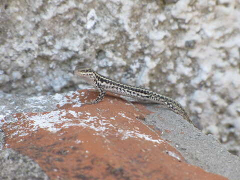 Image of Podarcis erhardii riveti (Chabanaud 1919)