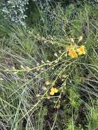 Image of Arizona desert foxglove