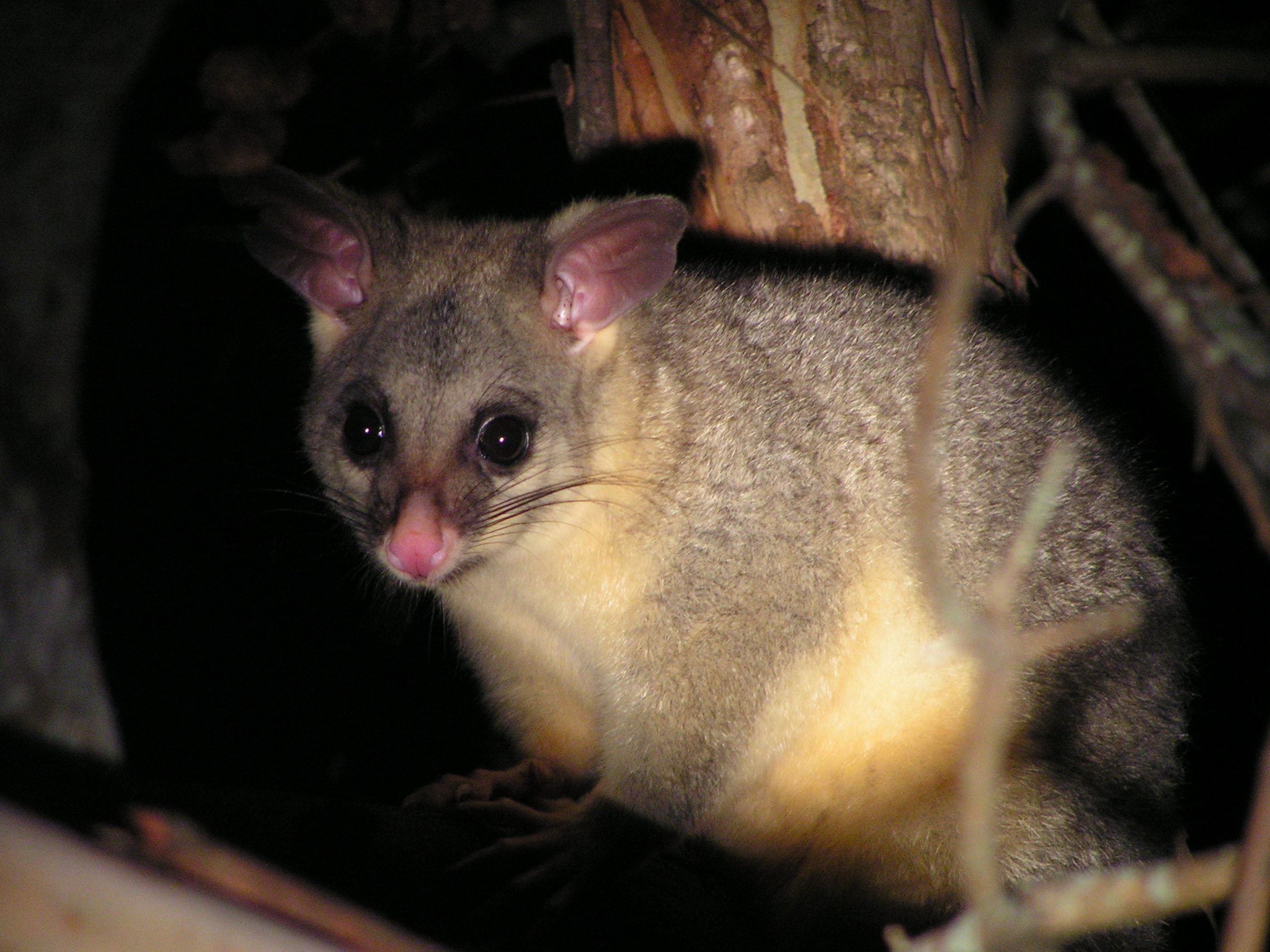 Image of Wha-Tapoua Roo