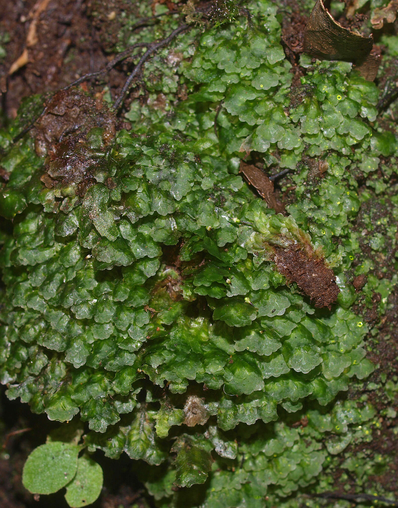 Image of Achrophyllum