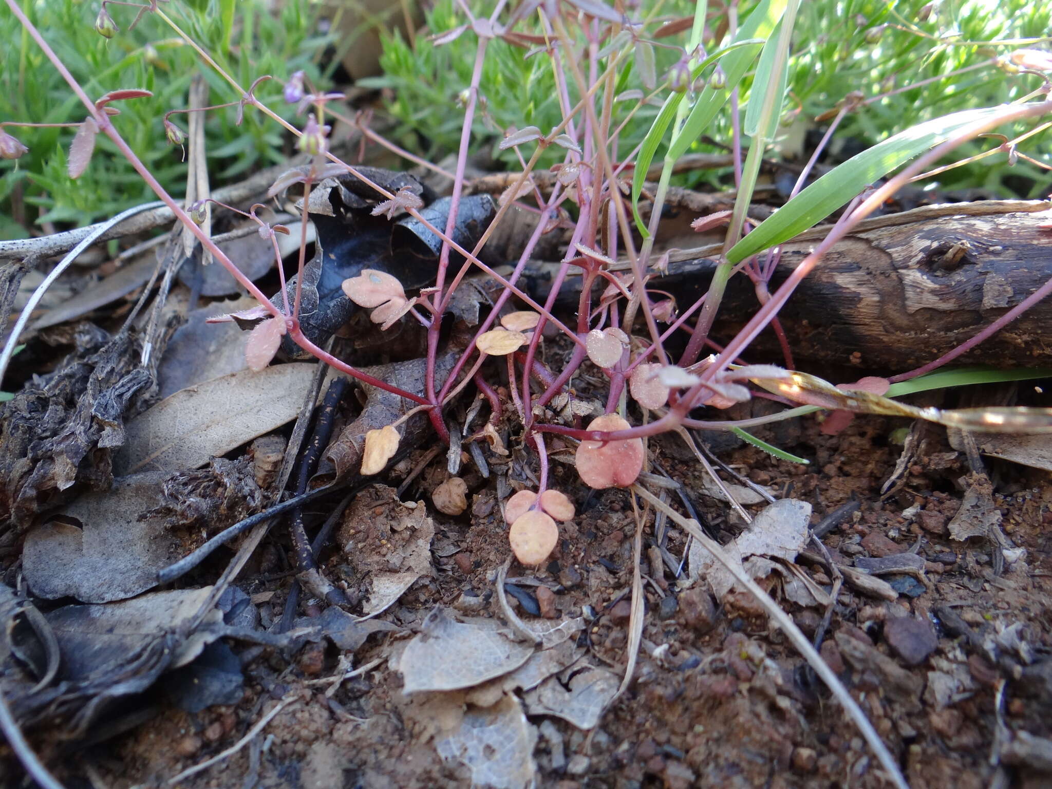 Image of Small-flower Tonella