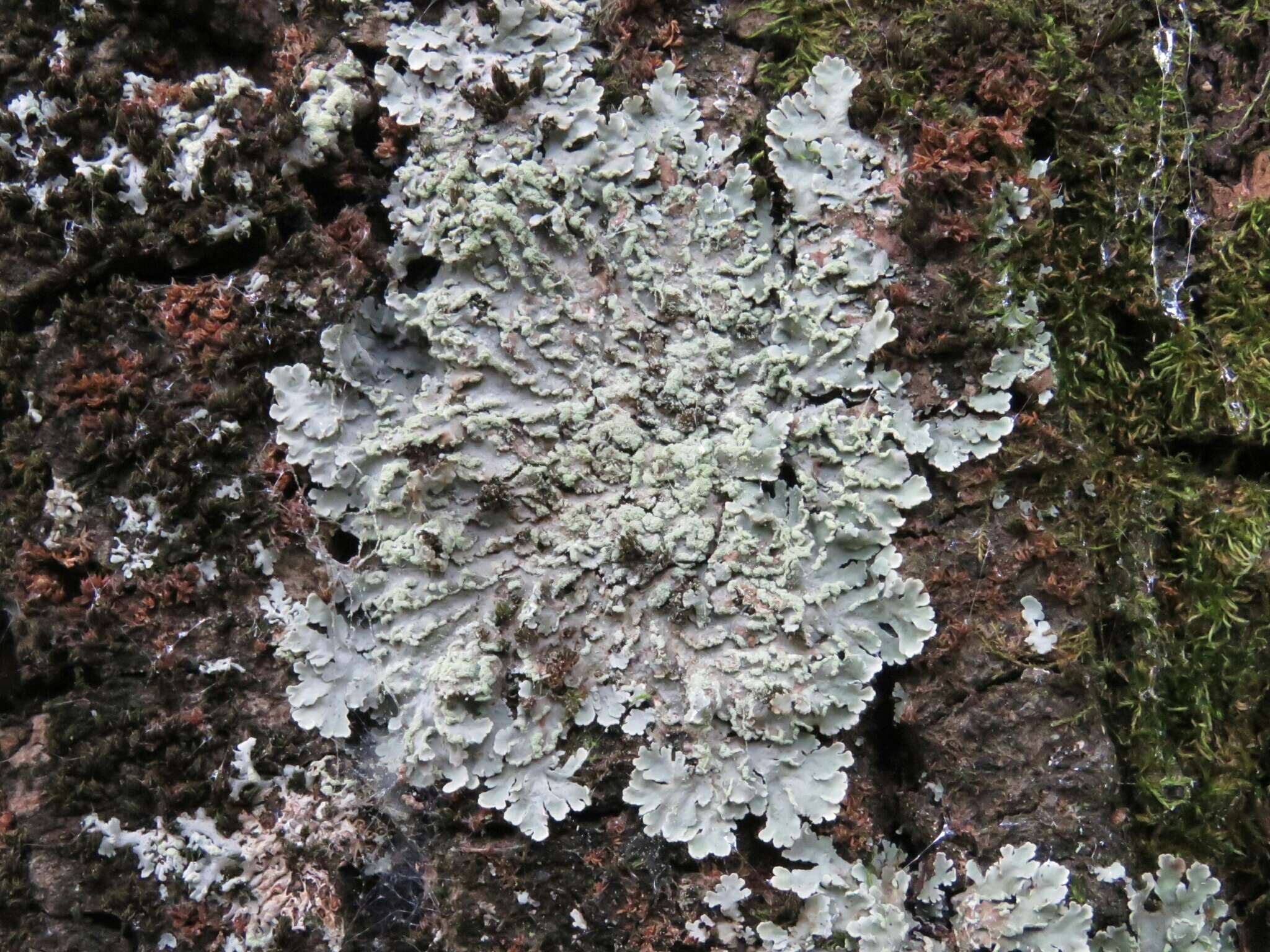 Image of Speckled greenshield