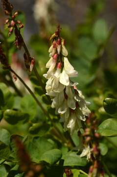 Plancia ëd Hedysarum boutignyanum (A. Camus) Alleiz.