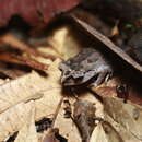 Image of Leptobrachium ingeri Hamidy, Matsui, Nishikawa & Belabut 2012