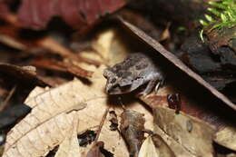 Image of Leptobrachium ingeri Hamidy, Matsui, Nishikawa & Belabut 2012