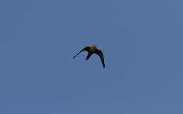 Image of Grey Kestrel