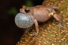 Image of Kudremukh bush frog